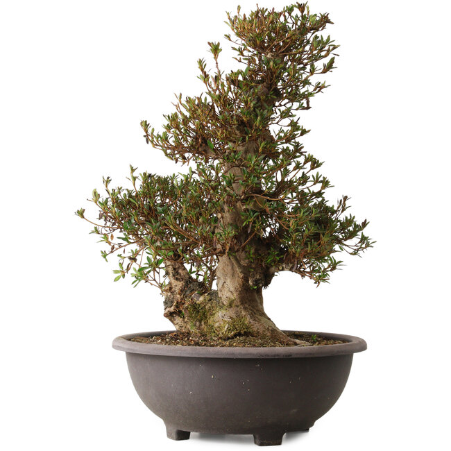 Rhododendron indicum Korin, 60 cm, ± 30 years old, with a nebari of 23 cm and a scar on the front of the trunk