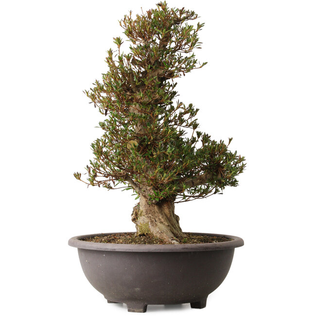 Rhododendron indicum Korin, 60 cm, environ 30 ans, avec un nebari de 23 cm et une cicatrice sur la face antérieure du tronc