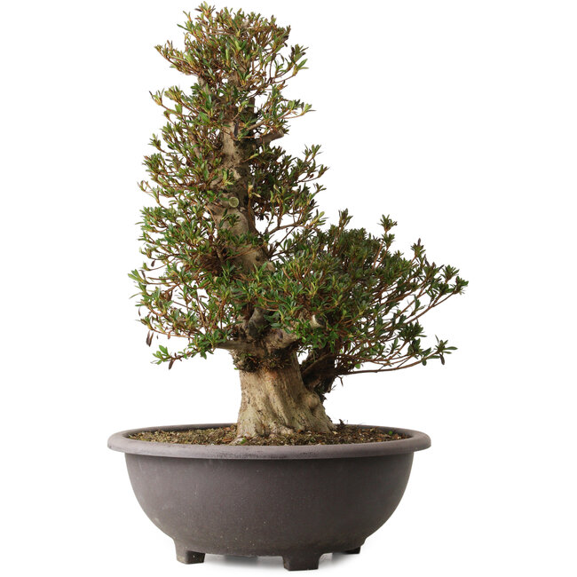 Rhododendron indicum Korin, 60 cm, ± 30 años, con un nebari de 23 cm y una cicatriz en la parte frontal del tronco.