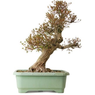 Rhododendron indicum Kinsai, 65 cm, ± 30 years old