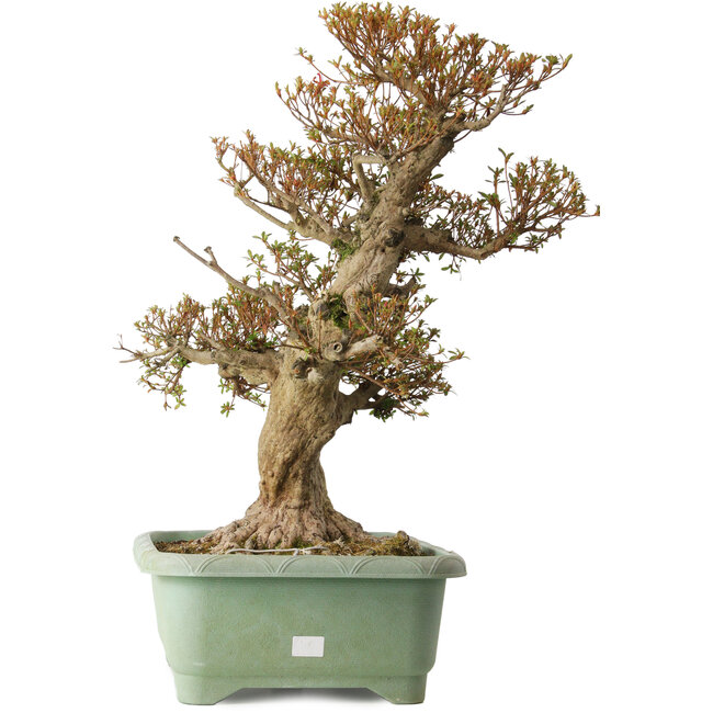 Rhododendron indicum Kinsai, 65 cm, ± 30 ans, avec un nebari de 25 cm