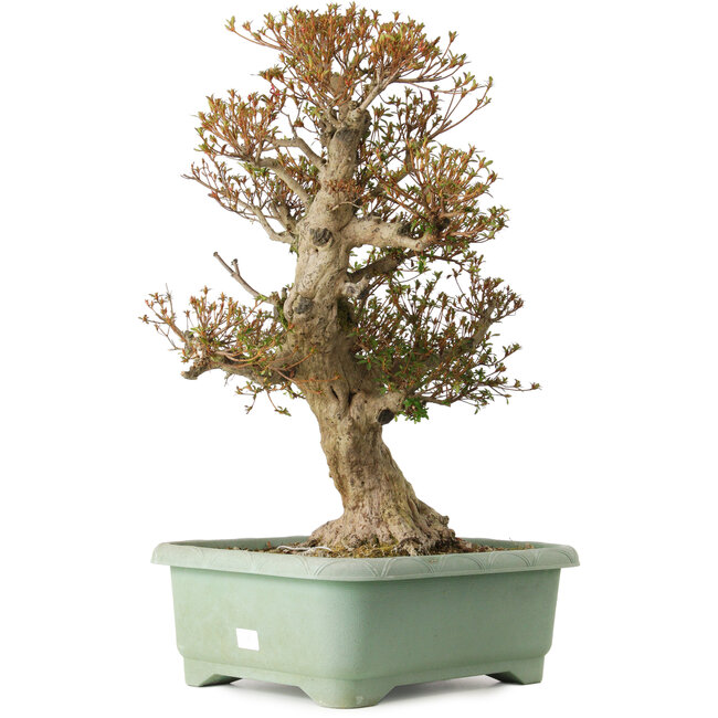 Rhododendron indicum Kinsai, 65 cm, ± 30 years old, with a nebari of 25 cm