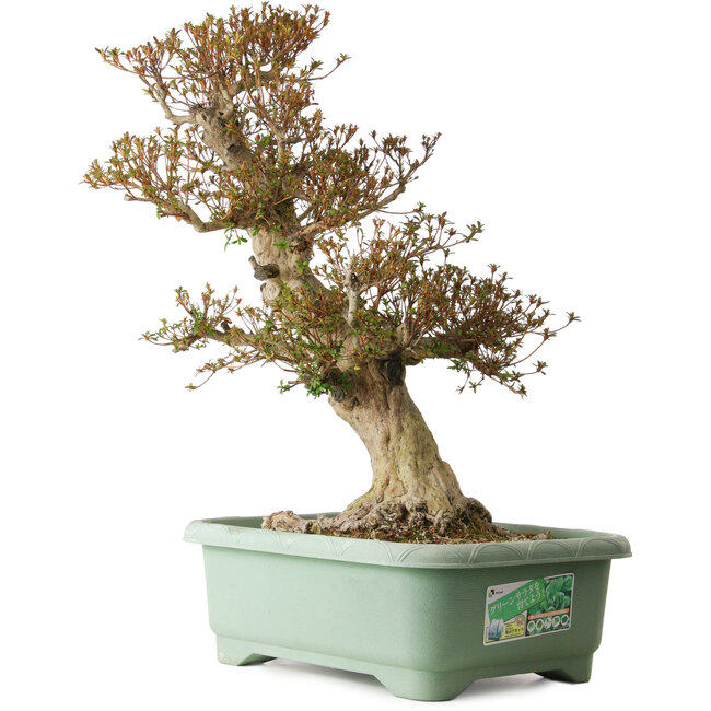 Rhododendron indicum Kinsai, 65 cm, ± 30 anni, con un nebari di 25 cm