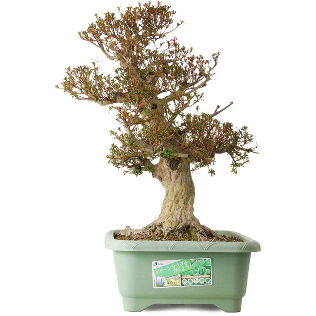 Rhododendron indicum Kinsai, 65 cm, ca. 30 Jahre alt, mit einem Wurzelhals von 25 cm