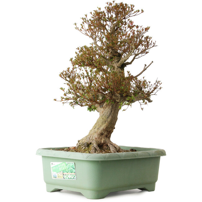 Rhododendron indicum Kinsai, 65 cm, ± 30 jaar oud, met een nebari van 25 cm.