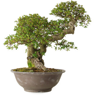 Rhododendron indicum, variëteit onbekend, 62 cm, ± 30 jaar oud