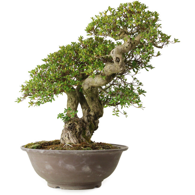 Rhododendron indicum, variëteit onbekend, 62 cm, ± 30 jaar oud, met een nebari van 18 cm.