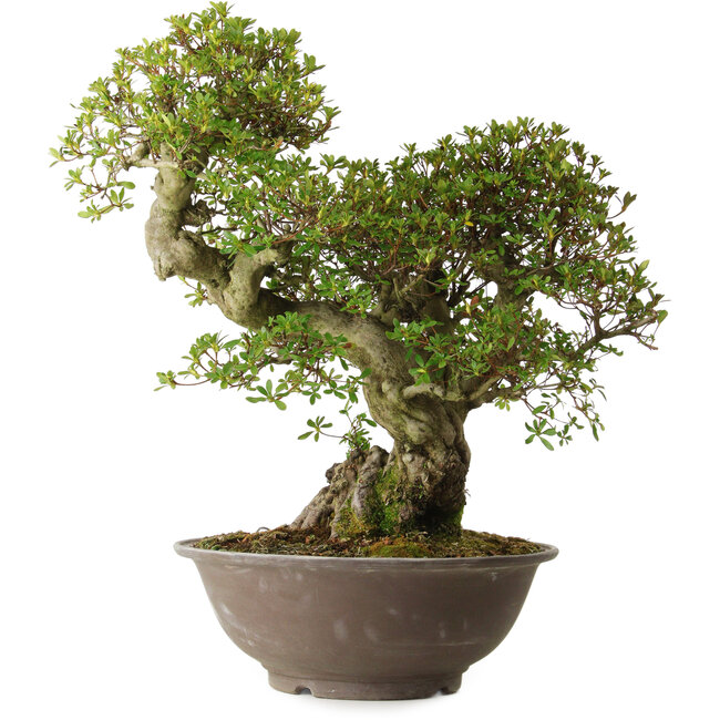 Rhododendron indicum varietà sconosciuta, 62 cm, ± 30 anni, con un nebari di 18 cm