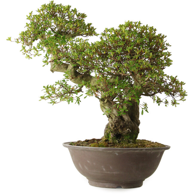 Rhododendron indicum variété inconnue, 62 cm, ± 30 ans, avec un nebari de 18 cm