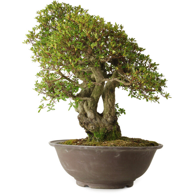 Rhododendron indicum, variëteit onbekend, 62 cm, ± 30 jaar oud, met een nebari van 18 cm.