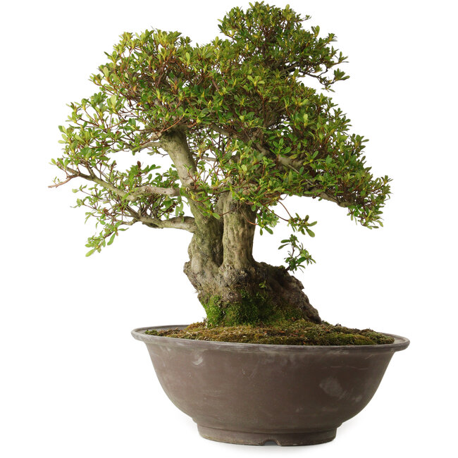 Rhododendron indicum varietà sconosciuta, 62 cm, ± 30 anni, con un nebari di 18 cm