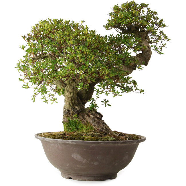 Rhododendron indicum varietà sconosciuta, 62 cm, ± 30 anni, con un nebari di 18 cm