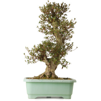 Rhododendron indicum Korin, 70 cm, ± 30 ans