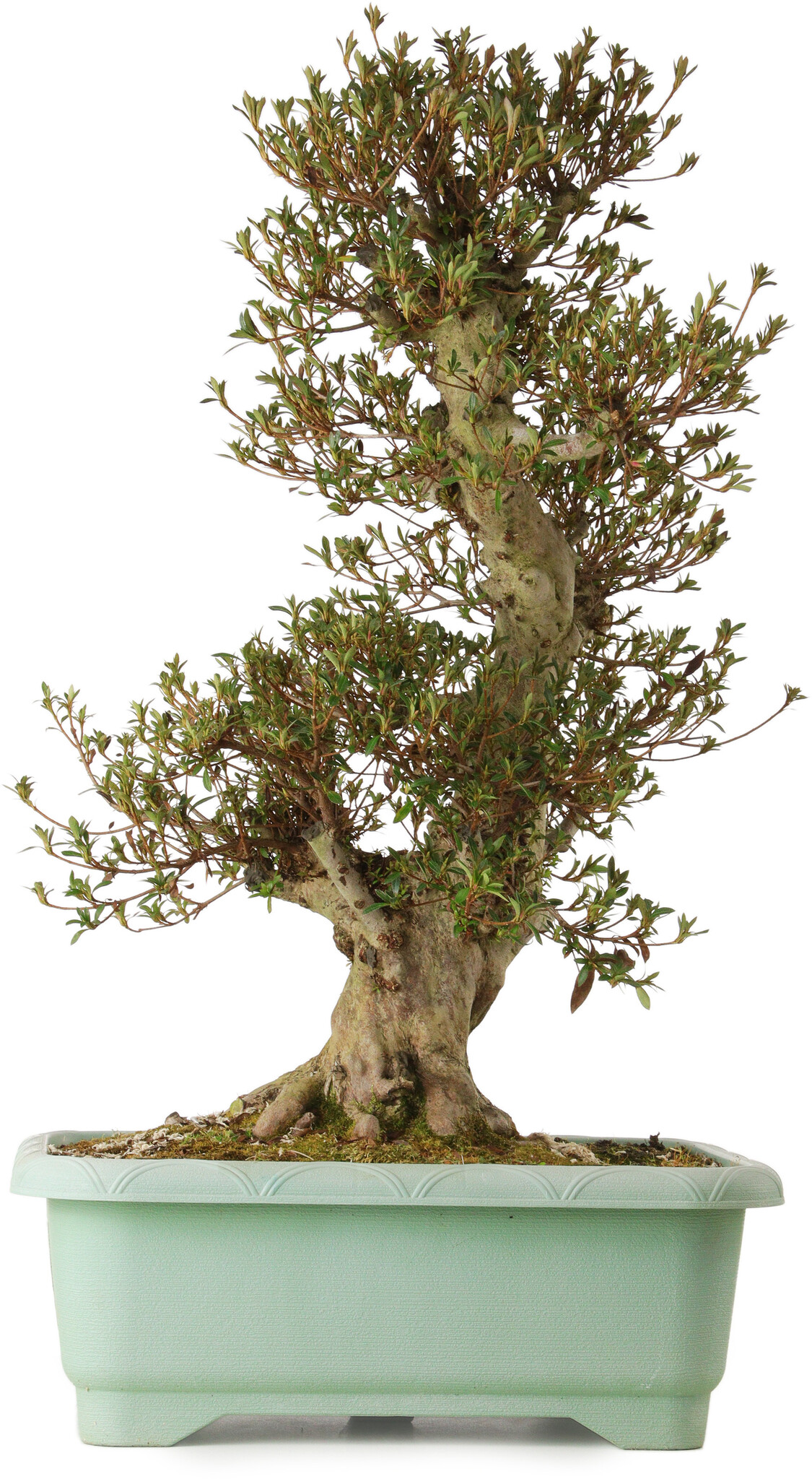 Rhododendron indicum, 70 cm, ± 30 years old, with a nebari of 22 cm ...