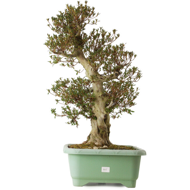 Rhododendron indicum Korin, 70 cm, ± 30 ans, avec un nebari de 22 cm