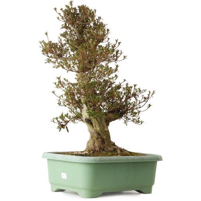 Rhododendron indicum Korin, 70 cm, ± 30 years old, with a nebari of 22 cm