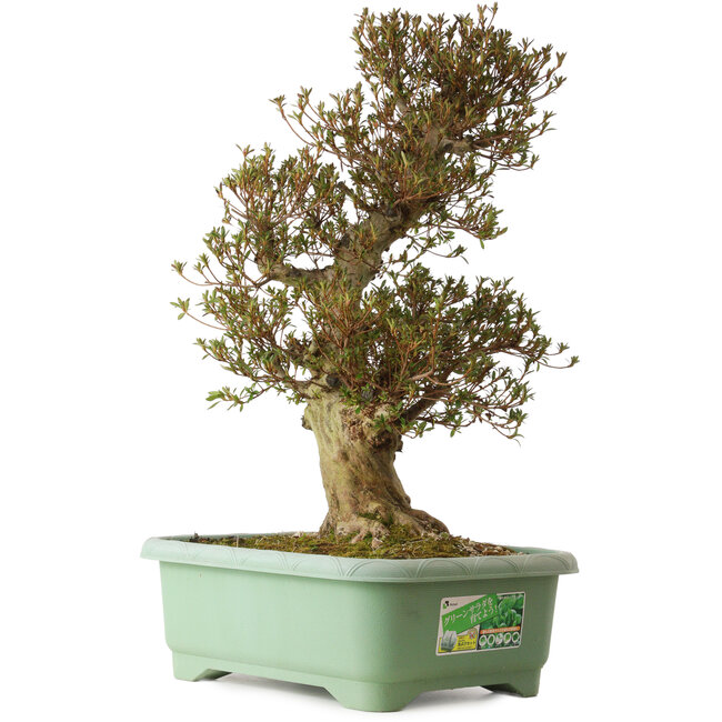 Rhododendron indicum Korin, 70 cm, ca. 30 Jahre alt, mit einem Wurzelhals von 22 cm