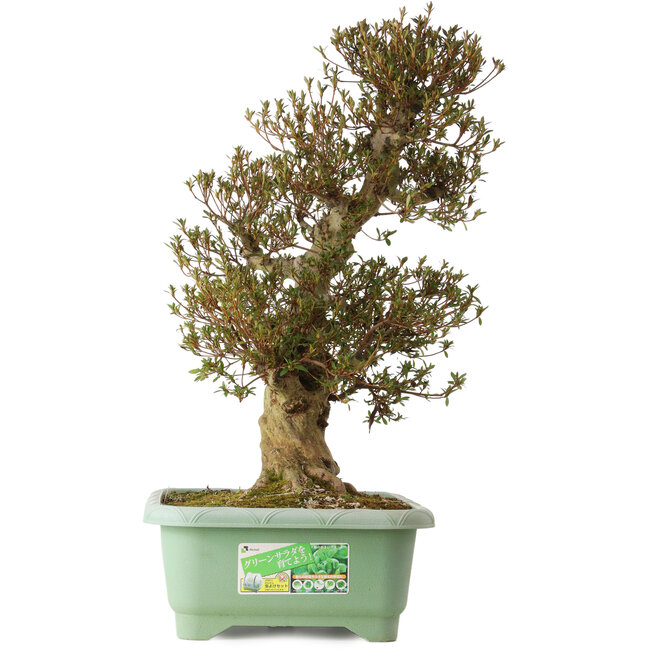 Rhododendron indicum Korin, 70 cm, ± 30 anni, con un nebari di 22 cm