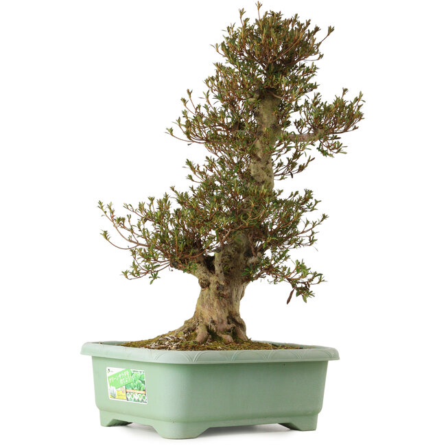 Rhododendron indicum Korin, 70 cm, ± 30 anni, con un nebari di 22 cm