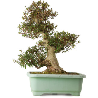 Rhododendron indicum Korin, 66 cm, ± 30 años