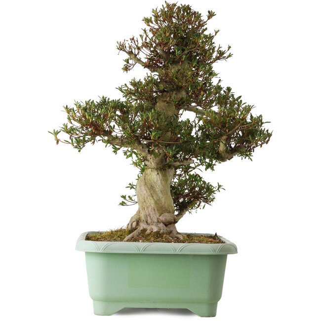 Rhododendron indicum Korin, 66 cm, ca. 30 Jahre alt, mit einem Wurzelhals von 26 cm