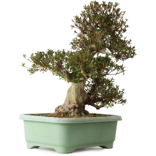 Rhododendron indicum Korin, 66 cm, ± 30 anni, con un nebari di 26 cm