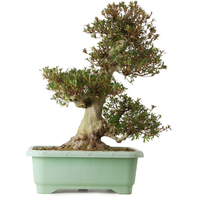 Rhododendron indicum Korin, 66 cm, ca. 30 Jahre alt, mit einem Wurzelhals von 26 cm