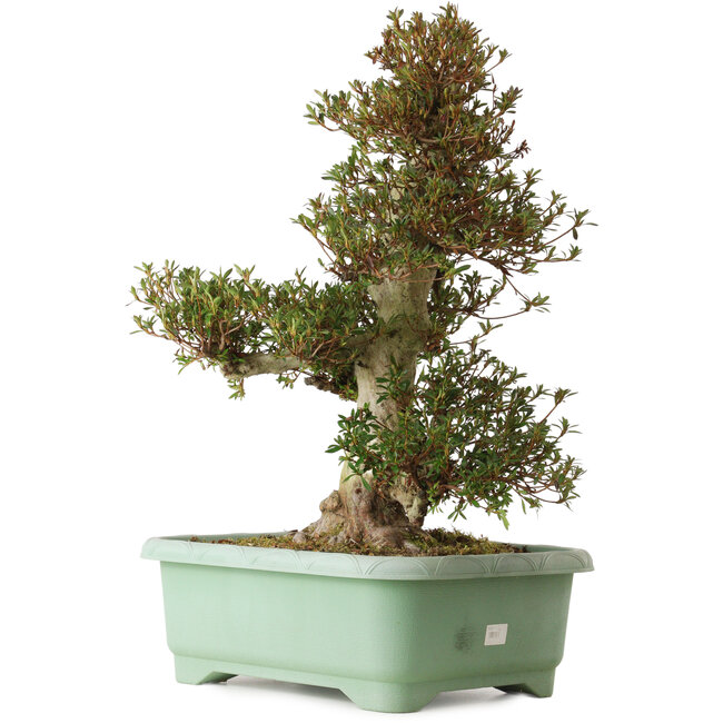 Rhododendron indicum Korin, 66 cm, ± 30 anni, con un nebari di 26 cm