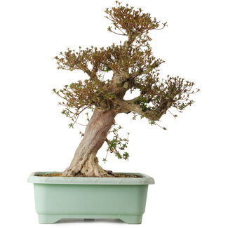 Rhododendron indicum Kinsai, 70 cm, ± 30 años