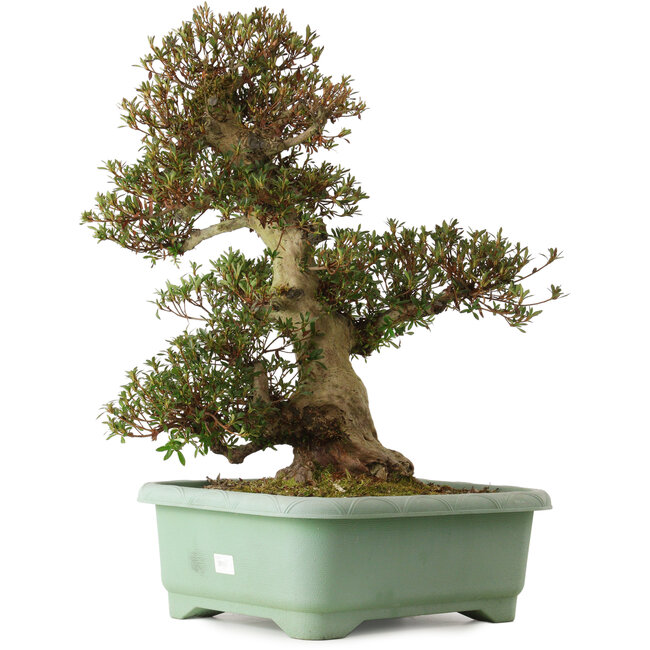 Rhododendron indicum Korin, 66 cm, ± 30 years old, with a nebari of 26 cm