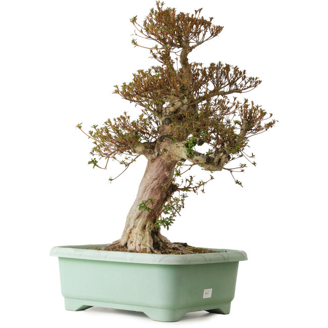 Rhododendron indicum Kinsai, 70 cm, ± 30 anni, con un nebari di 23 cm