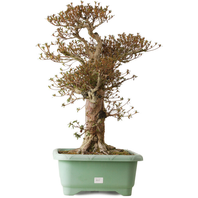 Rhododendron indicum Kinsai, 70 cm, ± 30 jaar oud, met een nebari van 23 cm.