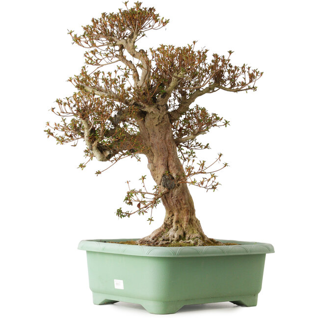 Rhododendron indicum Kinsai, 70 cm, ca. 30 Jahre alt, mit einem Wurzelhals von 23 cm