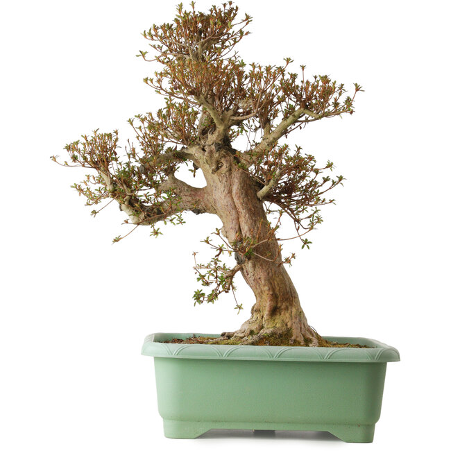 Rhododendron indicum Kinsai, 70 cm, ± 30 jaar oud, met een nebari van 23 cm.