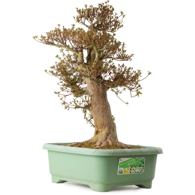 Rhododendron indicum Kinsai, 70 cm, ± 30 years old, with a nebari of 23 cm