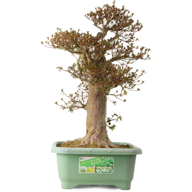 Rhododendron indicum Kinsai, 70 cm, ± 30 anni, con un nebari di 23 cm