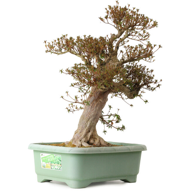 Rhododendron indicum Kinsai, 70 cm, ± 30 años, con un nebari de 23 cm