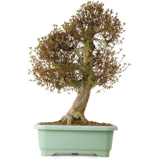 Rhododendron indicum Kinsai, 72 cm, ± 30 años