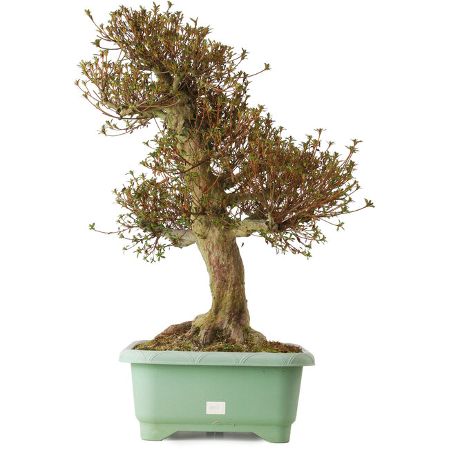 Rhododendron indicum Kinsai, 72 cm, ± 30 ans, avec un nebari de 20 cm