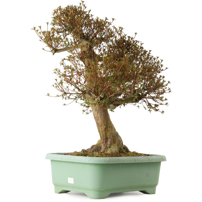 Rhododendron indicum Kinsai, 72 cm, ± 30 años, con un nebari de 20 cm