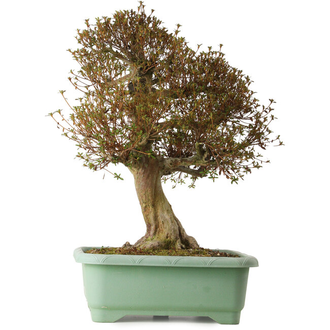 Rhododendron indicum Kinsai, 72 cm, ± 30 jaar oud, met een nebari van 20 cm.