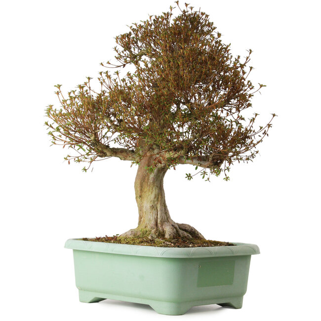 Rhododendron indicum Kinsai, 72 cm, ± 30 years old, with a nebari of 20 cm