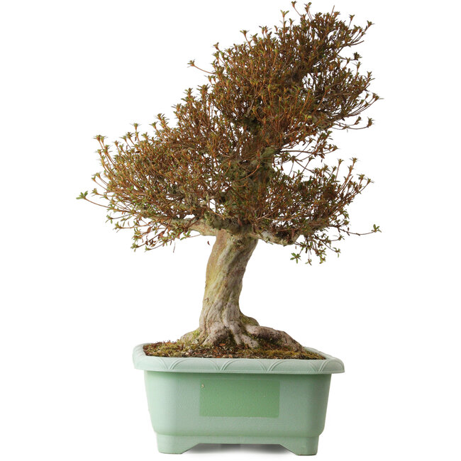 Rhododendron indicum Kinsai, 72 cm, ± 30 anni, con un nebari di 20 cm