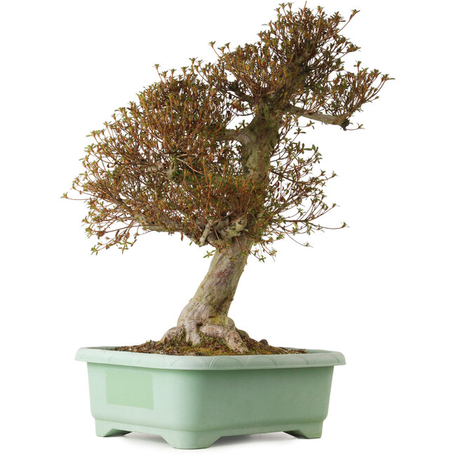 Rhododendron indicum Kinsai, 72 cm, ± 30 years old, with a nebari of 20 cm