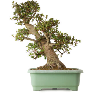 Rhododendron indicum Osakazuki, 70 cm, ± 30 Jahre alt