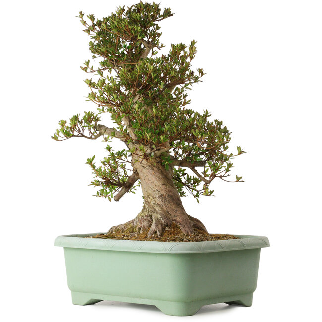 Rhododendron indicum Osakazuki, 70 cm, ± 30 anni, con un nebari di 28 cm