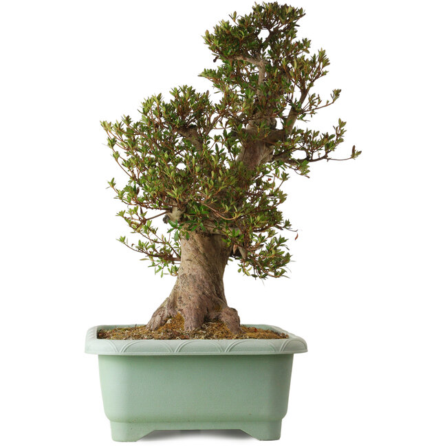 Rhododendron indicum Osakazuki, 70 cm, ± 30 años, con un nebari de 28 cm