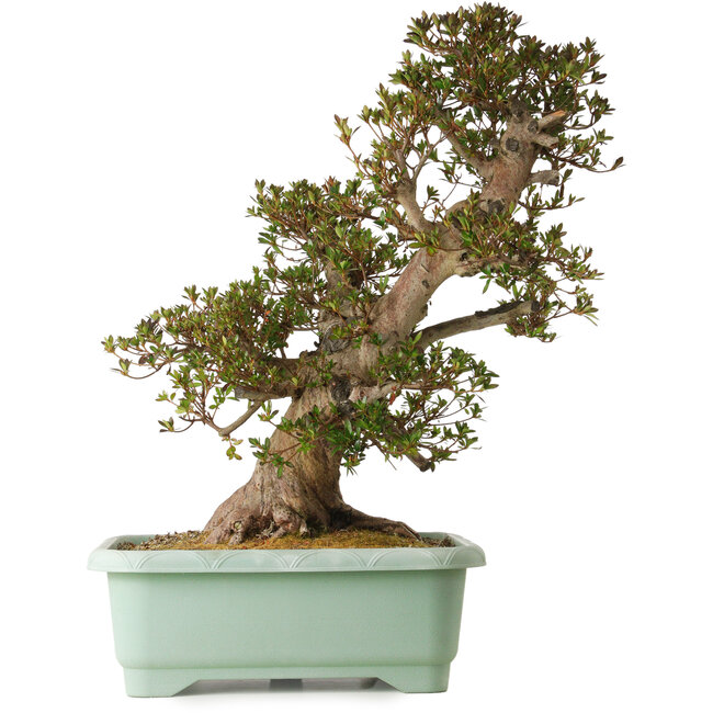 Rhododendron indicum Osakazuki, 70 cm, ± 30 jaar oud, met een nebari van 28 cm