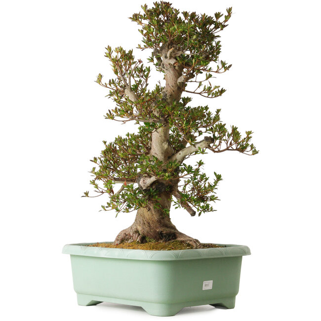 Rhododendron indicum Osakazuki, 70 cm, ± 30 anni, con un nebari di 28 cm