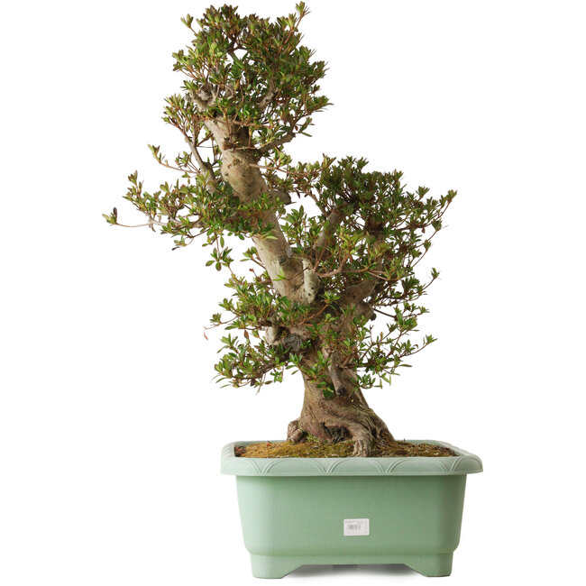 Rhododendron indicum Osakazuki, 70 cm, ± 30 ans, avec un nebari de 28 cm